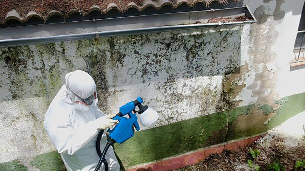 Top rated local Attic Mold Removal specialists in Lakewood, WA